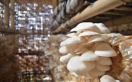 BUDIDAYA JAMUR TIRAM